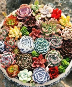 Succulents Plants Live, Assorted Succulents Plants in 2 Inches Pot, Mini Succulent Plants, Mixed Succulent Plants Live Bulk, Succulents Potted Plants, Live Cactus Plants Indoor Outdoor