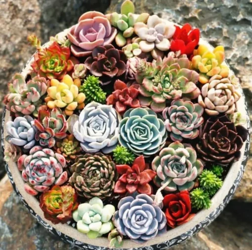 Succulents Plants Live, Assorted Succulents Plants in 2 Inches Pot, Mini Succulent Plants, Mixed Succulent Plants Live Bulk, Succulents Potted Plants, Live Cactus Plants Indoor Outdoor