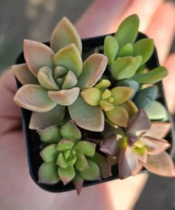Succulents Plants Live, Assorted Succulents Plants in 2 Inches Pot, Mini Succulent Plants, Mixed Succulent Plants Live Bulk, Succulents Potted Plants, Live Cactus Plants Indoor Outdoor