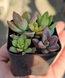 Succulents Plants Live, Assorted Succulents Plants in 2 Inches Pot, Mini Succulent Plants, Mixed Succulent Plants Live Bulk, Succulents Potted Plants, Live Cactus Plants Indoor Outdoor
