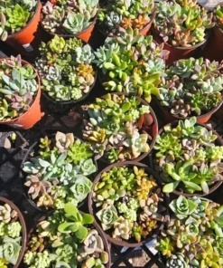 Succulents Plants Live, Assorted Succulents Plants in 2 Inches Pot, Mini Succulent Plants, Mixed Succulent Plants Live Bulk, Succulents Potted Plants, Live Cactus Plants Indoor Outdoor