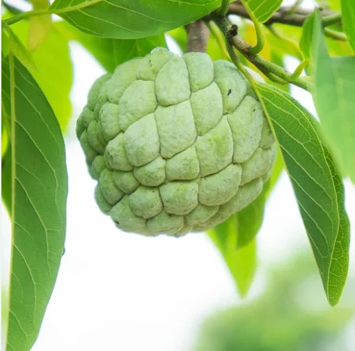 Sugar Apple Tree - 12-14 inch Potted Fruit Tree - Half Gallon Size