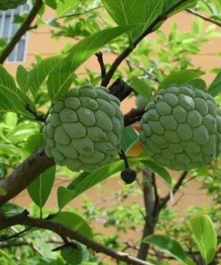 Sugar Apple Tree - 12-14 inch Potted Fruit Tree - Half Gallon Size