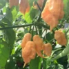 Sugar Rush Peach Pepper Plants - 2 Live Hot Chili Plants - 80 Days Old