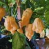 Sugar Rush Peach Pepper Plants - 2 Live Hot Chili Plants - 80 Days Old