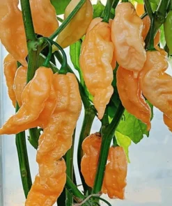 Sugar Rush Peach Pepper Plants - 2 Live Hot Chili Plants - 80 Days Old