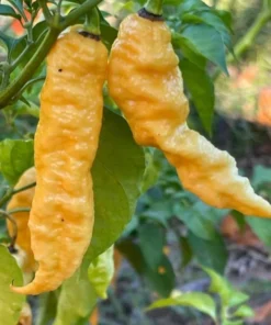 Sugar Rush Peach Pepper Plants - 2 Live Hot Chili Plants - 80 Days Old