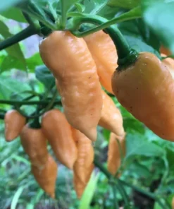 Sugar Rush Peach Pepper Plants - 2 Live Hot Chili Plants - 80 Days Old