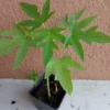 Supper Sweet Papaya Plant - 3.5 inch Pot - 8-12 inch Tropical Fruit Tree