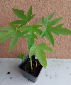 Supper Sweet Papaya Plant - 3.5 inch Pot - 8-12 inch Tropical Fruit Tree