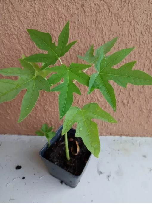 Supper Sweet Papaya Plant - 3.5 inch Pot - 8-12 inch Tropical Fruit Tree