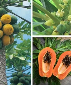 Supper Sweet Papaya Plant - 3.5 inch Pot - 8-12 inch Tropical Fruit Tree