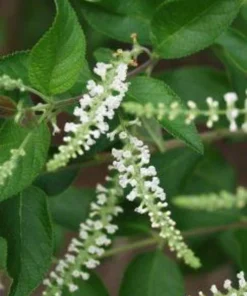 Sweet Almond Fragrance Flower Bush Plant - Half Gallon Pot, Blooming, Outdoor