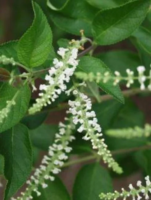 Sweet Almond Fragrance Flower Bush Plant - Half Gallon Pot, Blooming, Outdoor