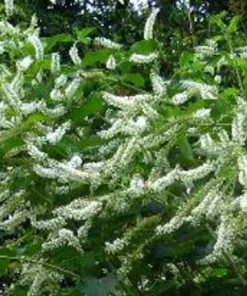 Sweet Almond Fragrance Flower Bush Plant - Half Gallon Pot, Blooming, Outdoor