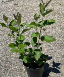 Sweet Almond Fragrance Flower Bush Plant - Half Gallon Pot, Blooming, Outdoor