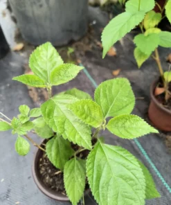 Sweet Almond Fragrance Flower Bush Plant - Half Gallon Pot, Blooming, Outdoor