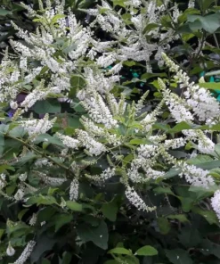 Sweet Almond Fragrance Flower Bush Plant - Half Gallon Pot, Blooming, Outdoor