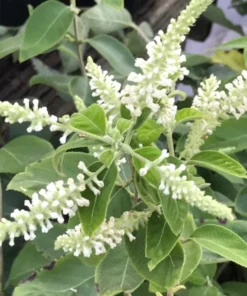 Sweet Almond Fragrance Flower Bush Plant - Half Gallon Pot, Blooming, Outdoor