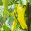 Sweet Banana Pepper Plants Set of 2 Live Plants 4-6 Inch Tall - Outdoor Planting