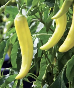 Sweet Banana Pepper Plants Set of 2 Live Plants 4-6 Inch Tall - Outdoor Planting