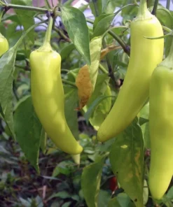 Sweet Banana Pepper Plants Set of 2 Live Plants 4-6 Inch Tall - Outdoor Planting