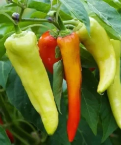 Sweet Banana Pepper Plants Set of 2 Live Plants 4-6 Inch Tall - Outdoor Planting