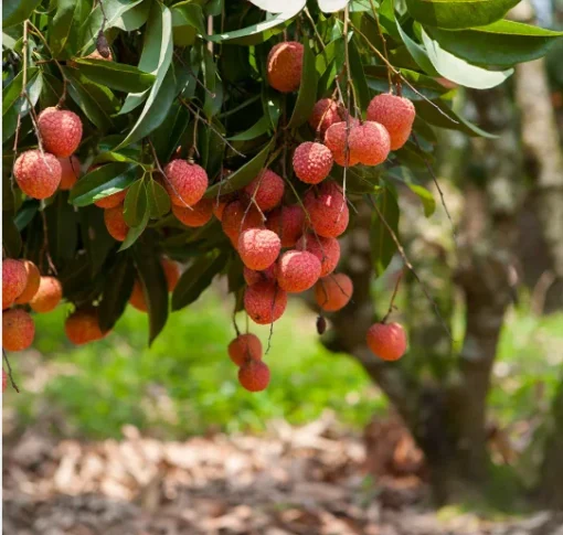 Sweet Lychee Seeds - 15 Rare Big Tropical Fruit Seeds - August 2024 Collection