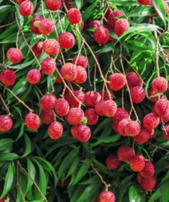 Sweet Lychee Seeds - 15 Rare Big Tropical Fruit Seeds - August 2024 Collection