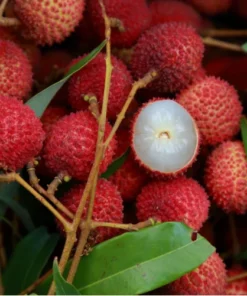 Sweet Lychee Seeds - 15 Rare Big Tropical Fruit Seeds - August 2024 Collection