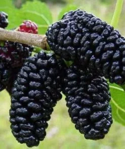 Sweet Mulberry Tree Live Plant - 10-14in Size - 4in Pot - Fast Growing Fruit Tree