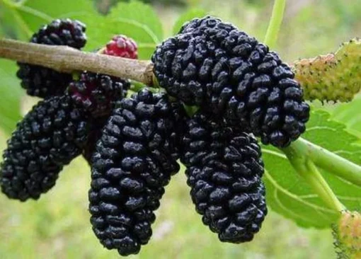 Sweet Mulberry Tree Live Plant - 10-14in Size - 4in Pot - Fast Growing Fruit Tree