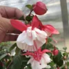 Swingtime Fuchsia Starter Plant 4-8" Tal in 4" Pot White Red Fuchsia Flowers - Ship No Pot
