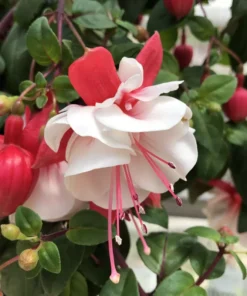 Swingtime Fuchsia Starter Plant 4-8