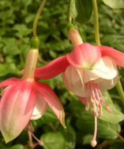 Swingtime Fuchsia Starter Plant 4-8