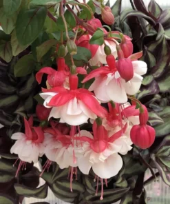 Swingtime Fuchsia Starter Plant 4-8