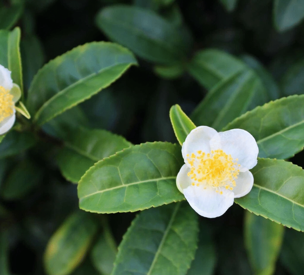Tea Plant Camellia Sinensis Starter Live Plant No Pot