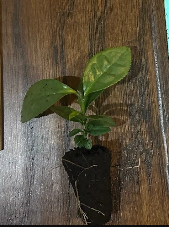 Tea Plant Camellia Sinensis Starter Live Plant No Pot