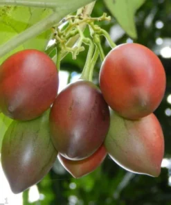 Tamarillo Tomato Tree Plant 4