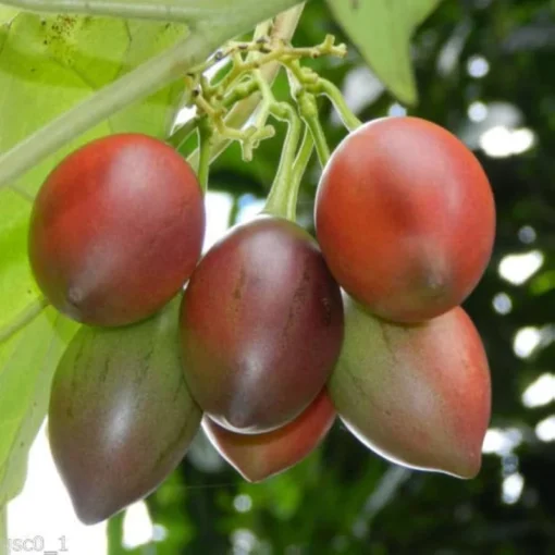 Tamarillo Tomato Tree Plant 4"-8" Tall in a Cup - Cyphomandra Betacea