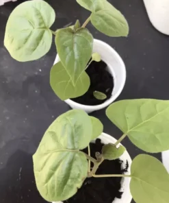 Tamarillo Tomato Tree Plant 4