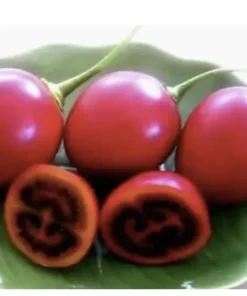 Tamarillo Tomato Tree Plant 4