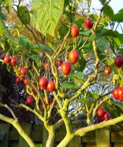 Tamarillo Tomato Tree Plant 4