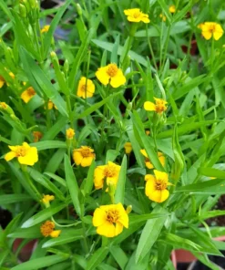 Tarragon Herb Plant Set - 2 Live Plants, 5-9 Inch Tall, Culinary Herb