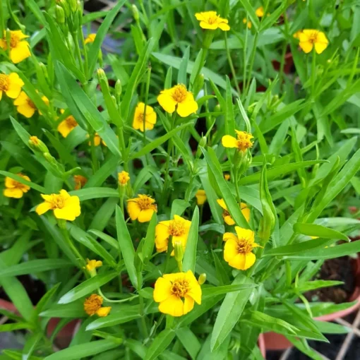 Tarragon Herb Plant Set - 2 Live Plants, 5-9 Inch Tall, Culinary Herb