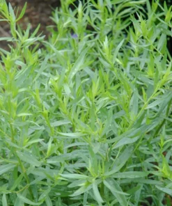 Tarragon Herb Plant Set - 2 Live Plants, 5-9 Inch Tall, Culinary Herb