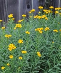 Tarragon Herb Plant Set - 2 Live Plants, 5-9 Inch Tall, Culinary Herb