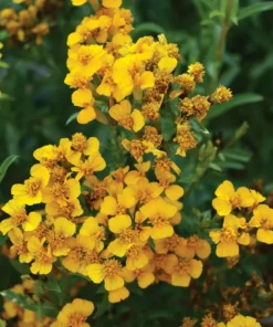 Tarragon Herb Plant Set - 2 Live Plants, 5-9 Inch Tall, Culinary Herb