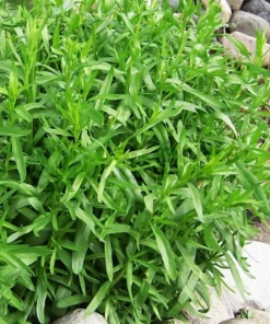 Tarragon Herb Plant Set - 2 Live Plants, 5-9 Inch Tall, Culinary Herb