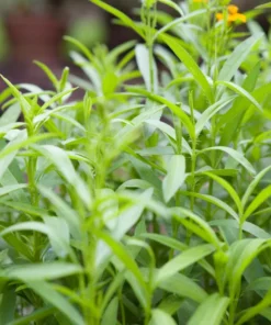 Tarragon Herb Plant Set - 2 Live Plants, 5-9 Inch Tall, Culinary Herb